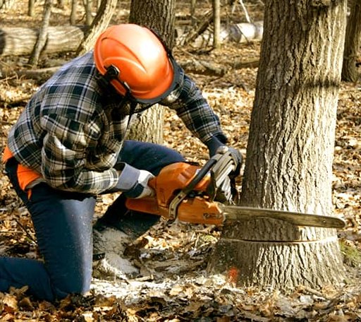 Tree Removal in Andover, MN